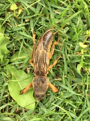 Gryllotalpa krimbasi