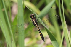 Leucorrhinia intacta