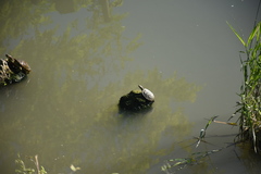 Trachemys scripta