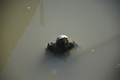 Trachemys scripta
