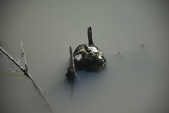 Trachemys scripta