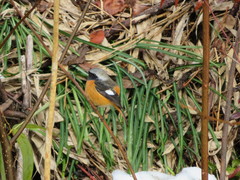 Phoenicurus auroreus