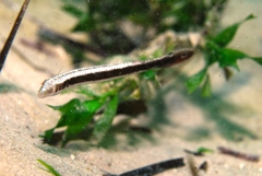 Slender Weed-Whiting photo 4