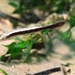 Sheardichthys attenuatus - Photo (c) David Muirhead, algunos derechos reservados (CC BY-NC), uploaded by David Muirhead