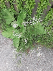 Anthriscus sylvestris