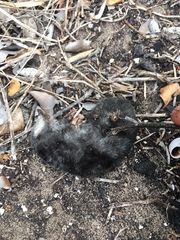 Chlorotalpa duthieae