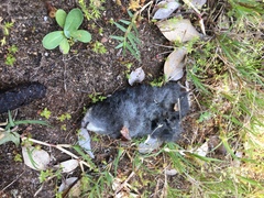 Chlorotalpa duthieae