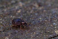 Brachysomus echinatus