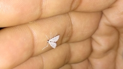 Palpita flegia