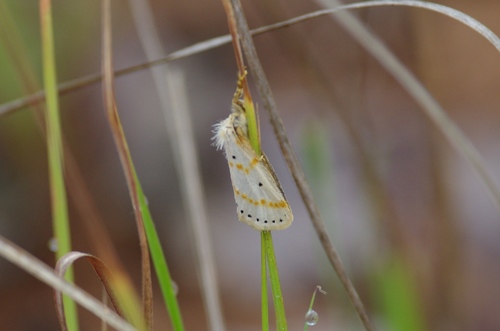 Lacipa gracilis · iNaturalist