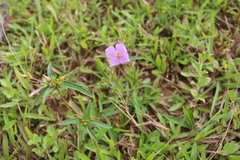 Osbeckia chinensis