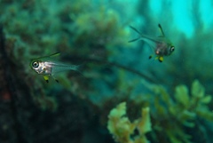 Pempheris multiradiata