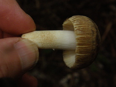 Russula acrolamellata