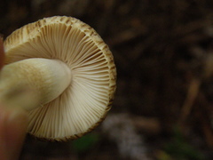 Russula acrolamellata