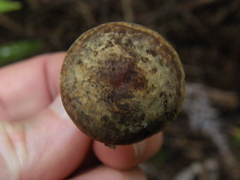 Russula acrolamellata