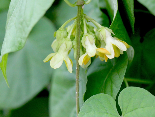 Telosma cordata, photograph 4