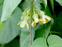 Telosma cordata