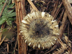 Russula acrolamellata