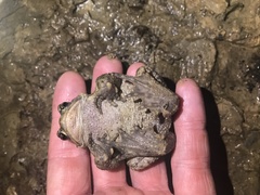 Bufo verrucosissimus