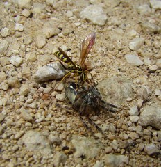 Poecilopompilus mixtus