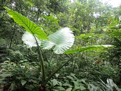 Alocasia robusta