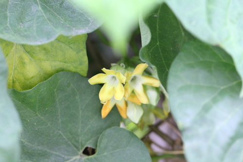 Image of Telosma cordata by no rights reserved