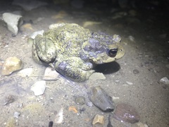 Bufo verrucosissimus