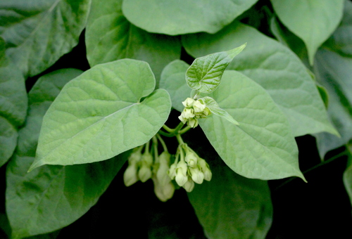 Image of Telosma cordata by no rights reserved