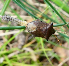 Picromerus nigridens