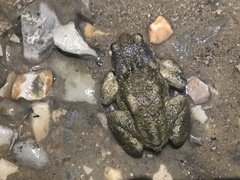 Bufo verrucosissimus