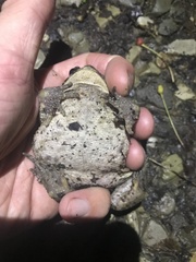 Bufo verrucosissimus