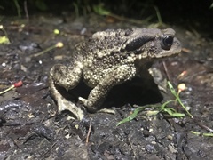 Bufo verrucosissimus