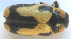Peploptera