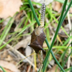 Picromerus nigridens