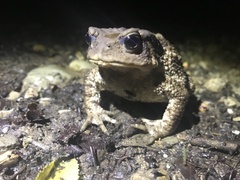 Bufo verrucosissimus