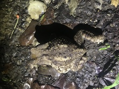 Bufo verrucosissimus