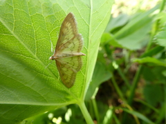 Paratalanta pandalis
