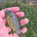Banded Tilapia - Photo (c) Jacob Dirsuwei, some rights reserved (CC BY-NC), uploaded by Jacob Dirsuwei
