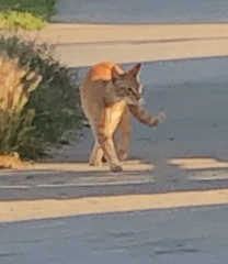 Felis catus