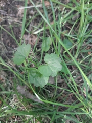Glechoma hederacea