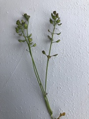 Teesdalia