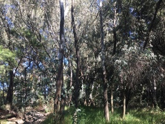 Eucalyptus