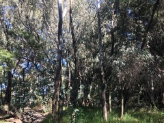 Eucalyptus