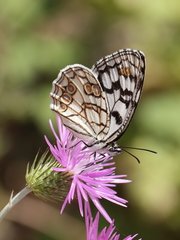 Melanargia ines