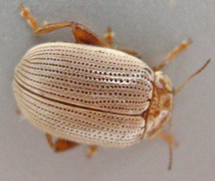 Calotheca
