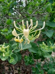 Lonicera caprifolium