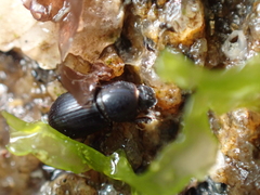 Calamosternus granarius