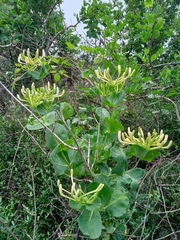 Lonicera caprifolium