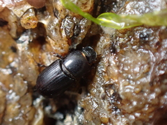 Calamosternus granarius