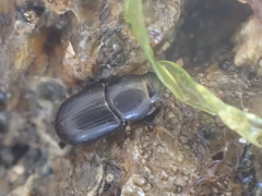 Calamosternus granarius